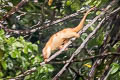 Common Spotted Cuscus Spilocuscus maculatus