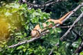 Common Spotted Cuscus Spilocuscus maculatus