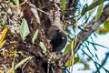 Speckled Dasyure Neophascogale lorentzii