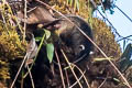 Speckled Dasyure Neophascogale lorentzii