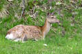 Sika Deer Cervus nippon