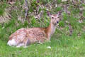 Sika Deer Cervus nippon