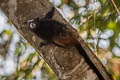 Brown-mantled Tamarin Leontocebus fuscicollis