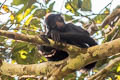 Peruvian Black Spider Monkey Ateles chamek 