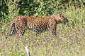 Leopard Panthera pardus 