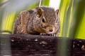 Three-striped Palm Squirrel Funambulus palmarum