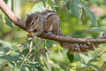 Three-striped Palm Squirrel Funambulus palmarum