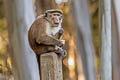 Toque Macaque Macaca sinica