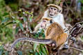 Toque Macaque Macaca sinica