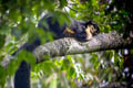 Black Giant Squirrel Ratufa bicolor (Malayan Giant Squirrel)