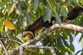 Black Giant Squirrel Ratufa bicolor (Malayan Giant Squirrel)