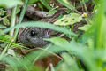 Black Rat Rattus rattus (House Rat, Ship Rat)