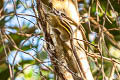 Cambodian Striped Squirrel Tamiops rodolphii