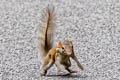 Common Treeshrew Tupaia glis