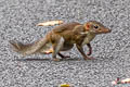 Common Treeshrew Tupaia glis