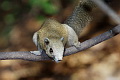 Grey-bellied Squirrel Callosciurus caniceps