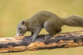 Grey-bellied Squirrel Callosciurus caniceps