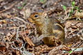 Indochinese Ground Squirrel Menetes berdmorei (Berdmore's Ground Squirrel)