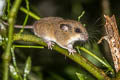 Indomalayan Pencil-tailed Tree Mouse Chiropodomys gliroides