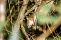 Indomalayan Long-tailed Giant Rat Leopoldamys sabanus