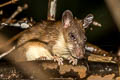 Indomalayan Long-tailed Giant Rat Leopoldamys sabanus