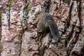 Low's Squirrel Sundascurus lowii