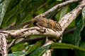 Low's Squirrel Sundascurus lowii