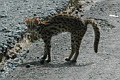Mainland Leopard Cat Prionailurus bengalensis