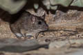Malayan Field Rat Rattus tiomanicus (Malaysian Wood Rat)