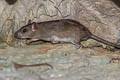 Malayan Field Rat Rattus tiomanicus (Malaysian Wood Rat)