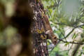 Northern Grey-bellied Squirrel Callosciurus caniceps