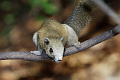 Northern Grey-bellied Squirrel Callosciurus caniceps