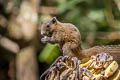 Northern Grey-bellied Squirrel Callosciurus caniceps