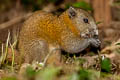 Northern Grey-bellied Squirrel Callosciurus caniceps