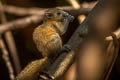 Northern Grey-bellied Squirrel Callosciurus caniceps