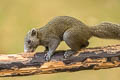 Northern Grey-bellied Squirrel Callosciurus caniceps