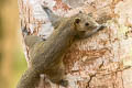 Northern Grey-bellied Squirrel Callosciurus caniceps