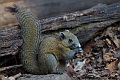 Northern Grey-bellied Squirrel Callosciurus caniceps