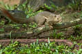 Plantain Squirrel Callosciurus notatus 