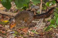 Red-cheeked Squirrel Dremomys rufigenis