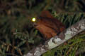 Red Giant Flying Squirrel Petaurista petaurista (Common Giant Flying Squirrel)
