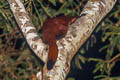 Red Giant Flying Squirrel Petaurista petaurista (Common Giant Flying Squirrel)