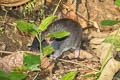 Savile's Bandicoot Rat Bandicota savilei