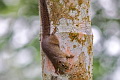 Slender Squirrel Sundascurus tenuis