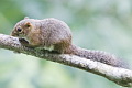 Slender Squirrel Sundascurus tenuis