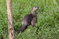 Smooth Otter Lutrogale perspicillata (Smooth-coated Otter)