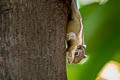 Southeast Asian Striped Squirrel Tamiopes barbei