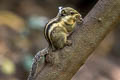 Southeast Asian Striped Squirrel Tamiopes barbei