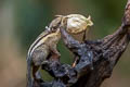 Southeast Asian Striped Squirrel Tamiopes barbei