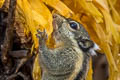 Southeast Asian Striped Squirrel Tamiopes barbei